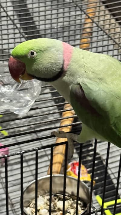 Speaking parrot raw/ pahari tota/ bolne wala tota