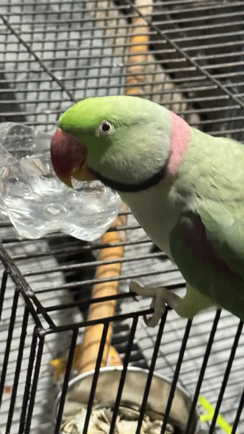 Speaking parrot raw/ pahari tota/ bolne wala tota — photo 2