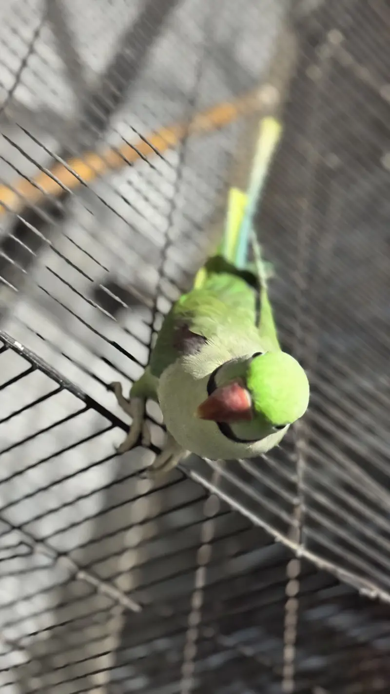 Speaking parrot raw/ pahari tota/ bolne wala tota — photo 3
