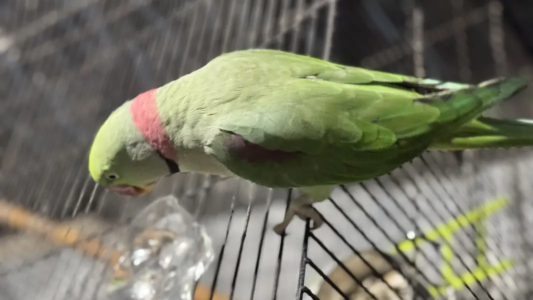 Speaking parrot raw/ pahari tota/ bolne wala tota — photo 4
