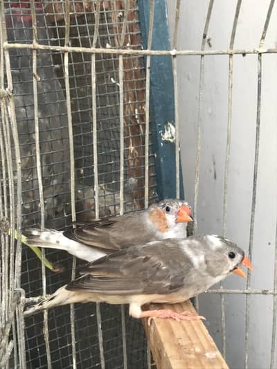 22-25 piece finch sale