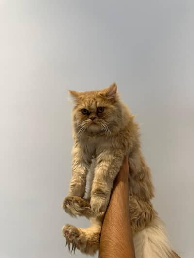 vaccinated cats for sale