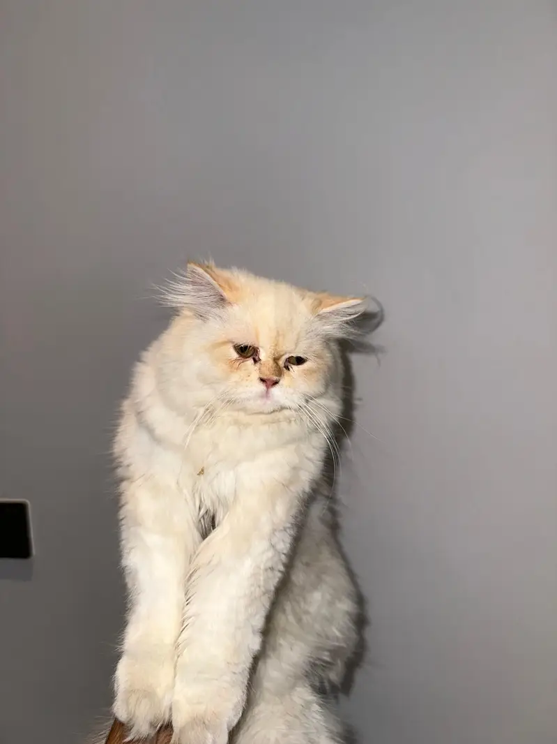 vaccinated cats for sale — photo 3