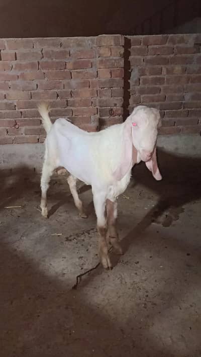 rajanpuri male for sale