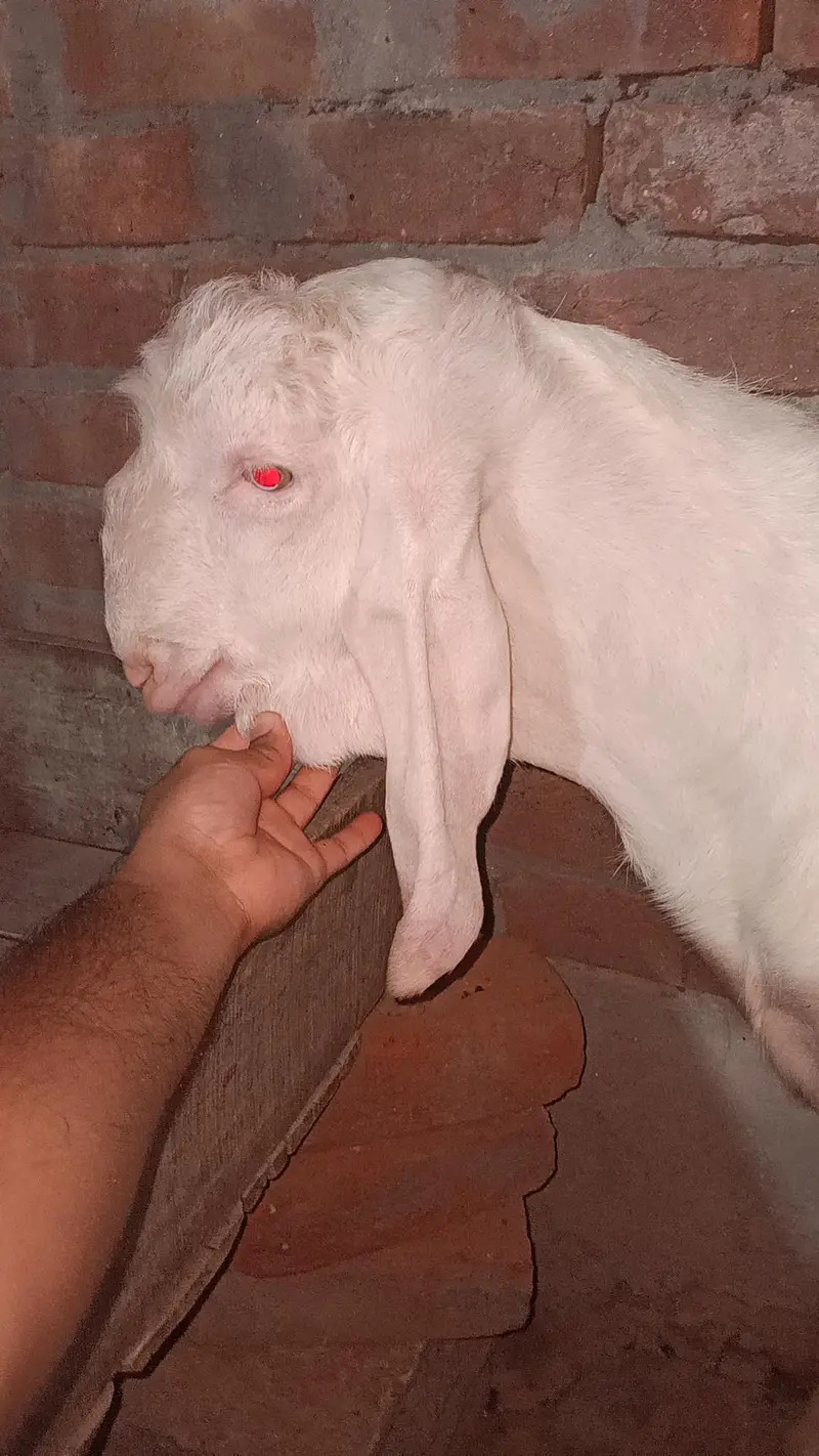 rajanpuri male for sale — photo 2