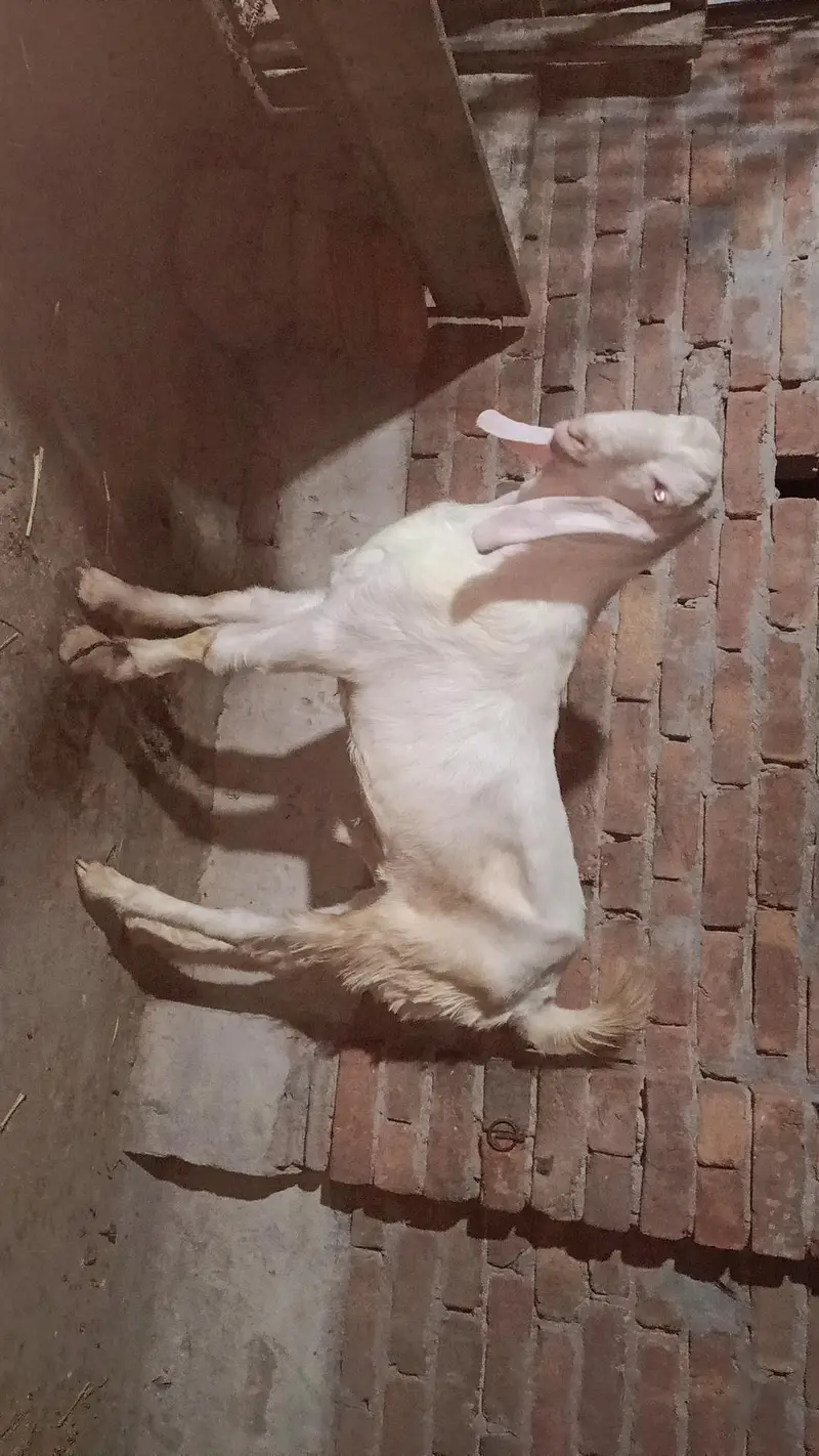 rajanpuri male for sale — photo 3