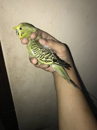hogo romo Breeder pair