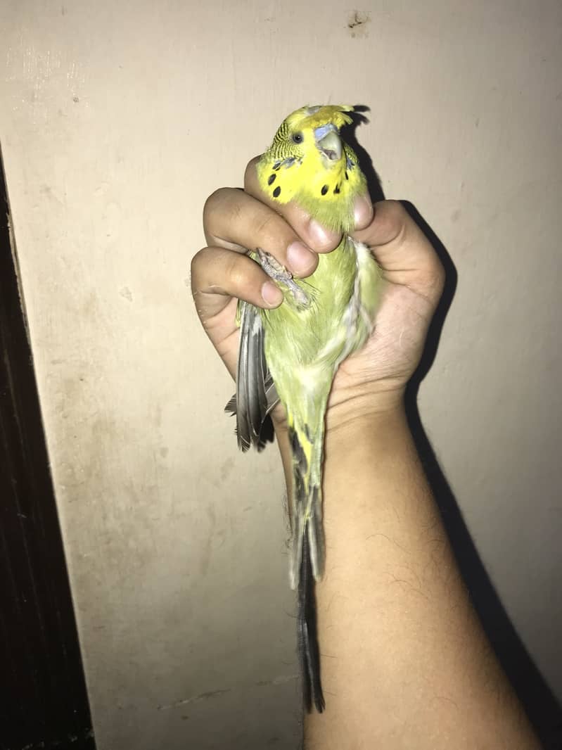 Jumbo king size 6