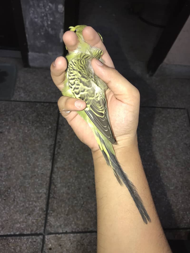 Jumbo king size 7