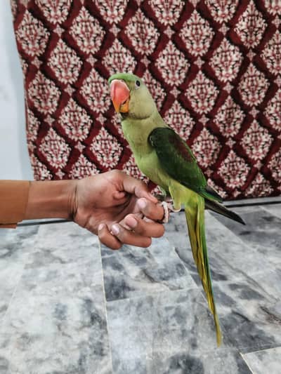 kashmiri raw parrot chick