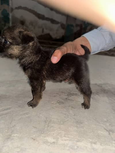 alsetion jermen