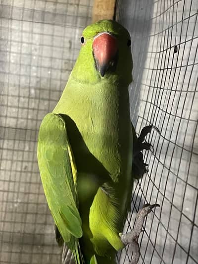 Parrot green