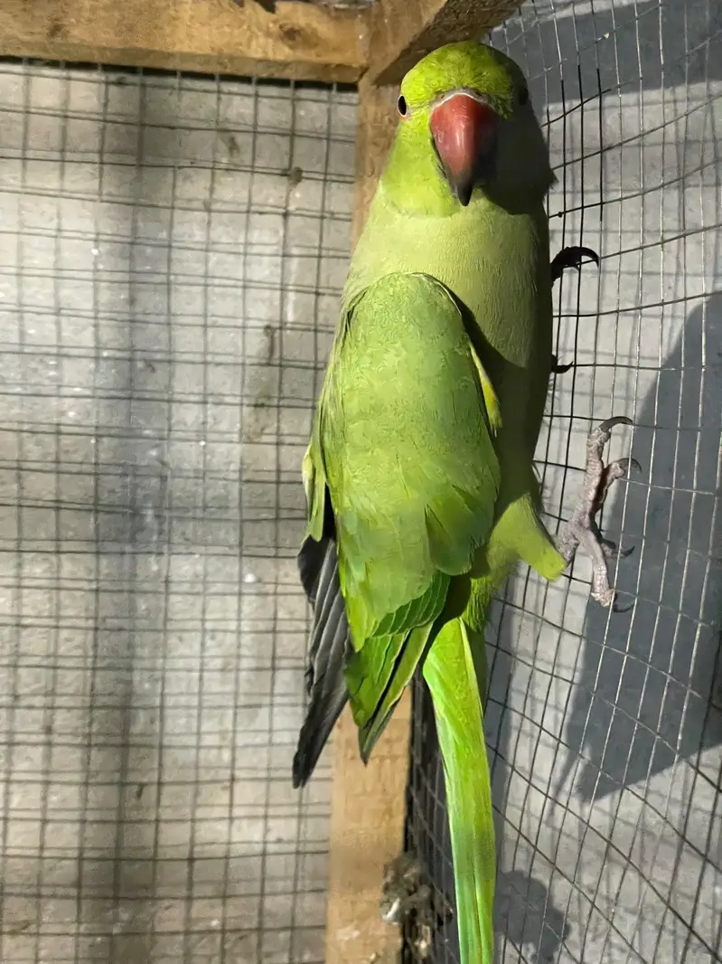 Parrot green — photo 2