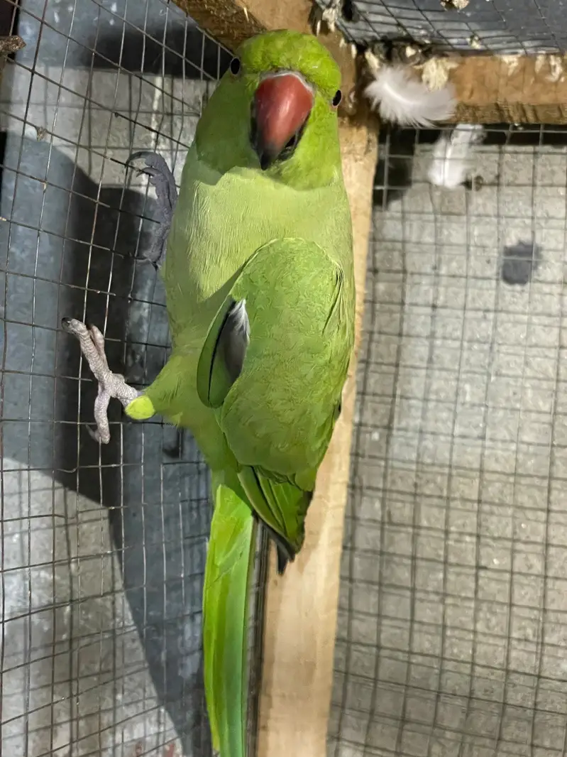 Parrot green — photo 3