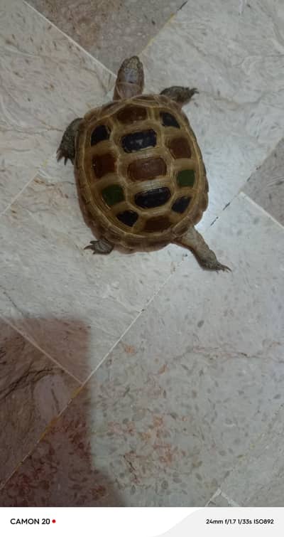 turtle
