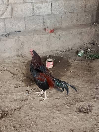 Pure miawali breed