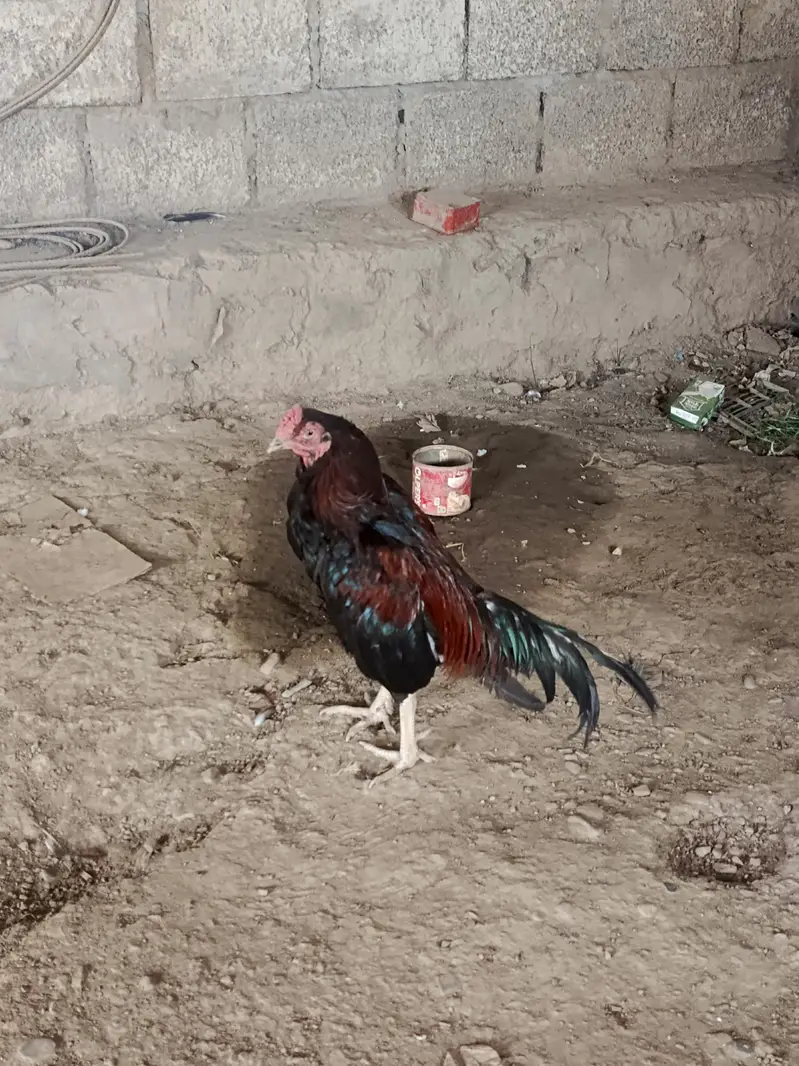 Pure miawali breed — photo 2