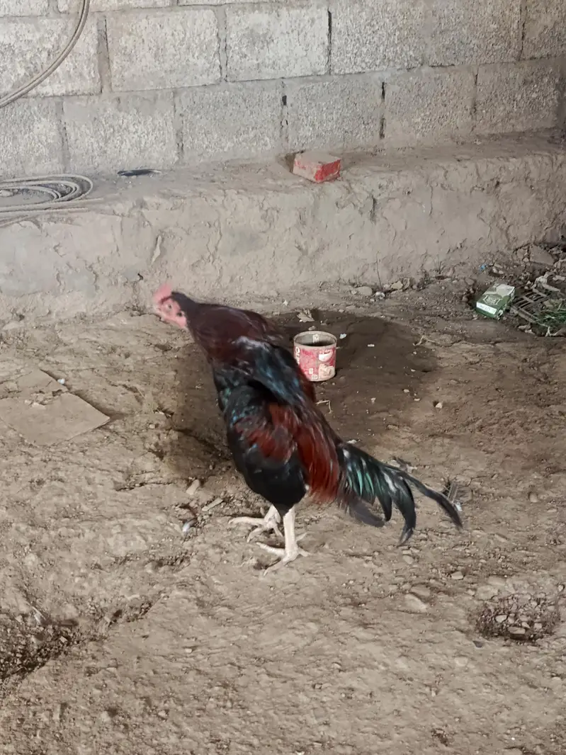 Pure miawali breed — photo 3