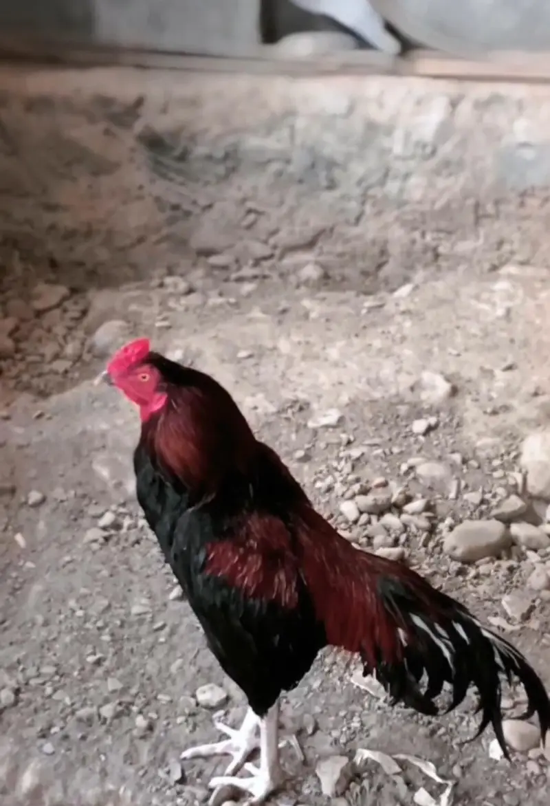 Pure miawali breed — photo 4