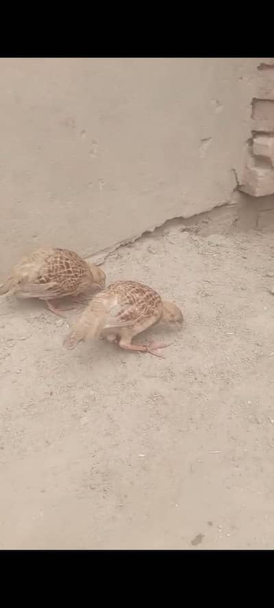 ایرانی تیتر جوڑا