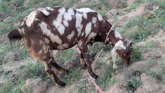 pure betel breed bakri