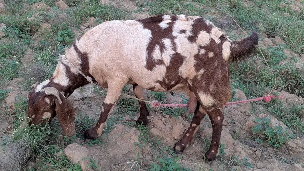 pure betel breed bakri — photo 2