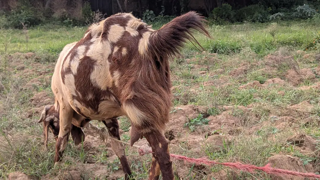 pure betel breed bakri — photo 3