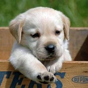Labrador