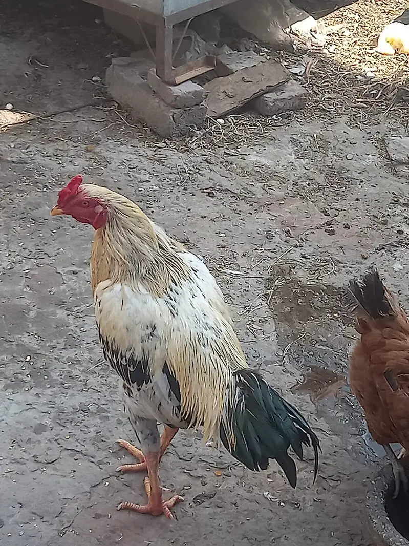 Aseel pair with a little kid — photo 2