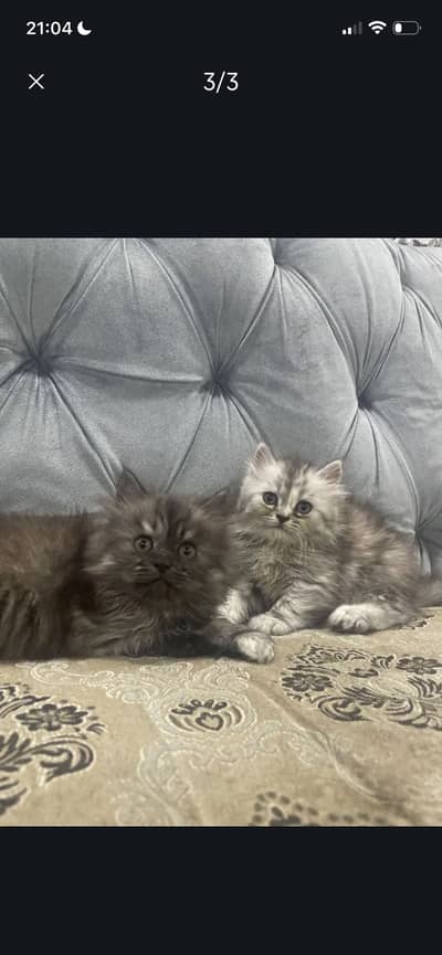 Persian kittens