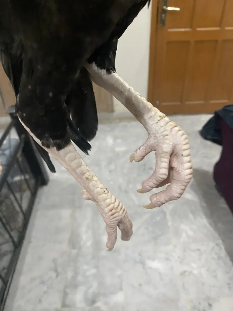 Aseel patha pathi — photo 3