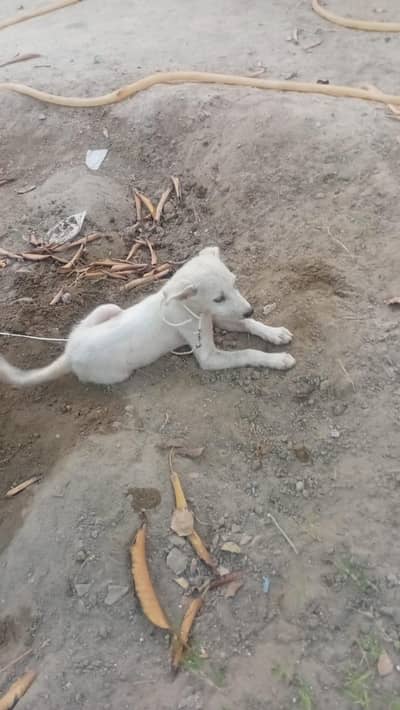 Dog for sale