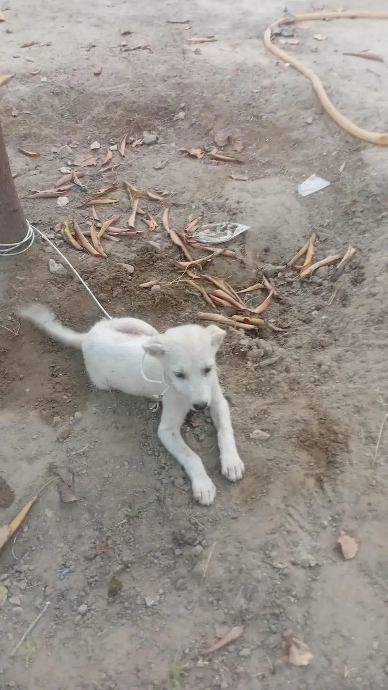 Dog for sale — photo 2
