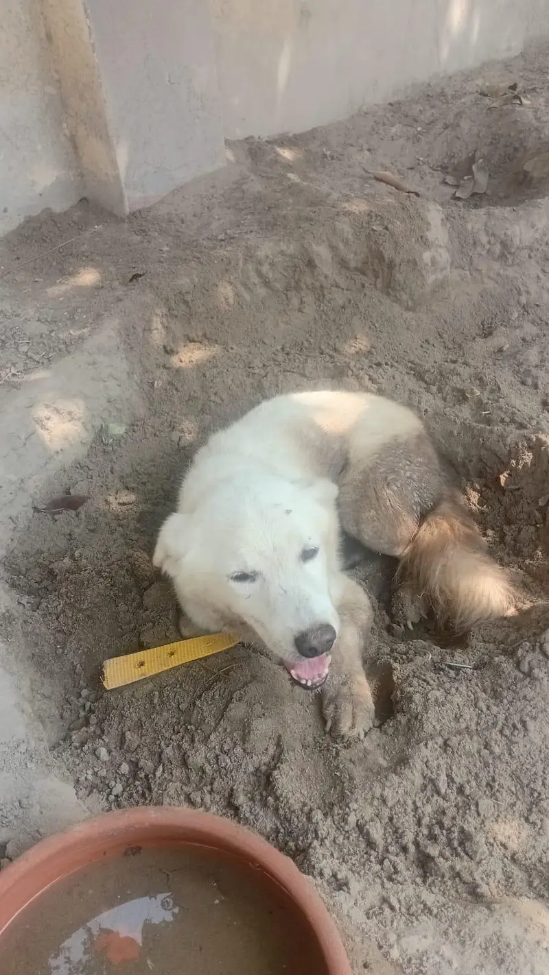 Dog for sale — photo 3
