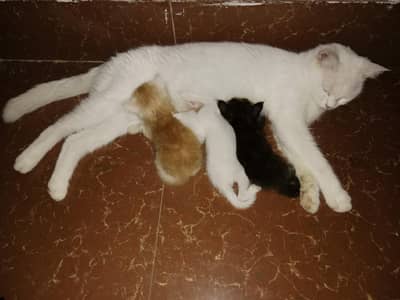 mother cat with 3 female  kittens