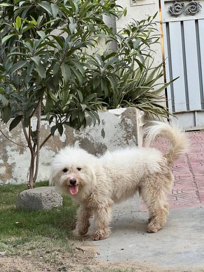 Poodle Pair