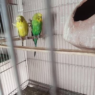 Hogoromo pair # double flower # Australian budgies