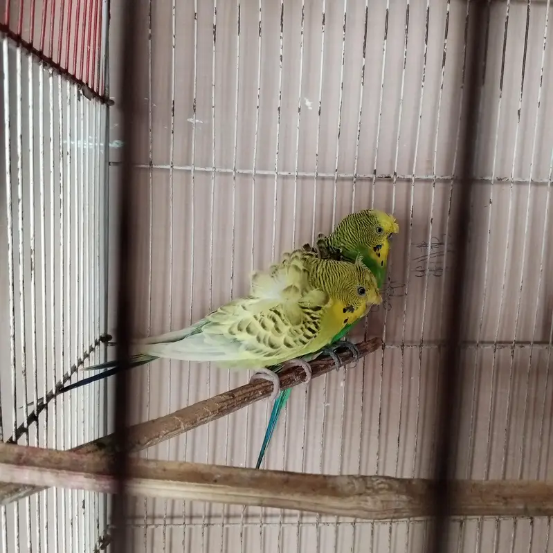 Hogoromo pair # double flower # Australian budgies — photo 2
