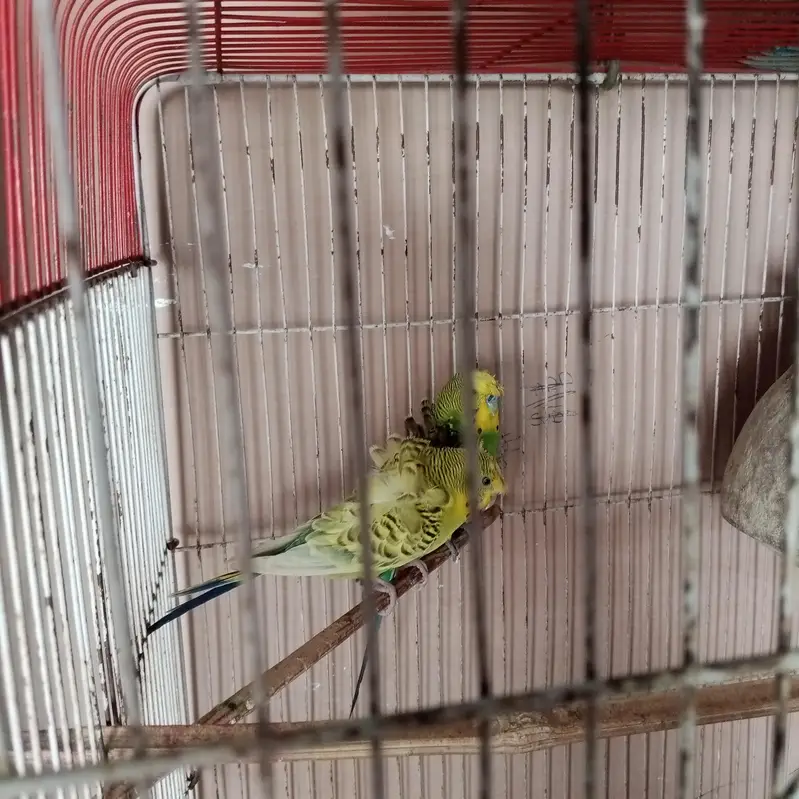 Hogoromo pair # double flower # Australian budgies — photo 3