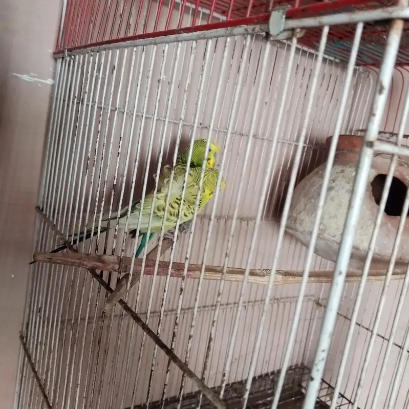 Hogoromo pair # double flower # Australian budgies — photo 4