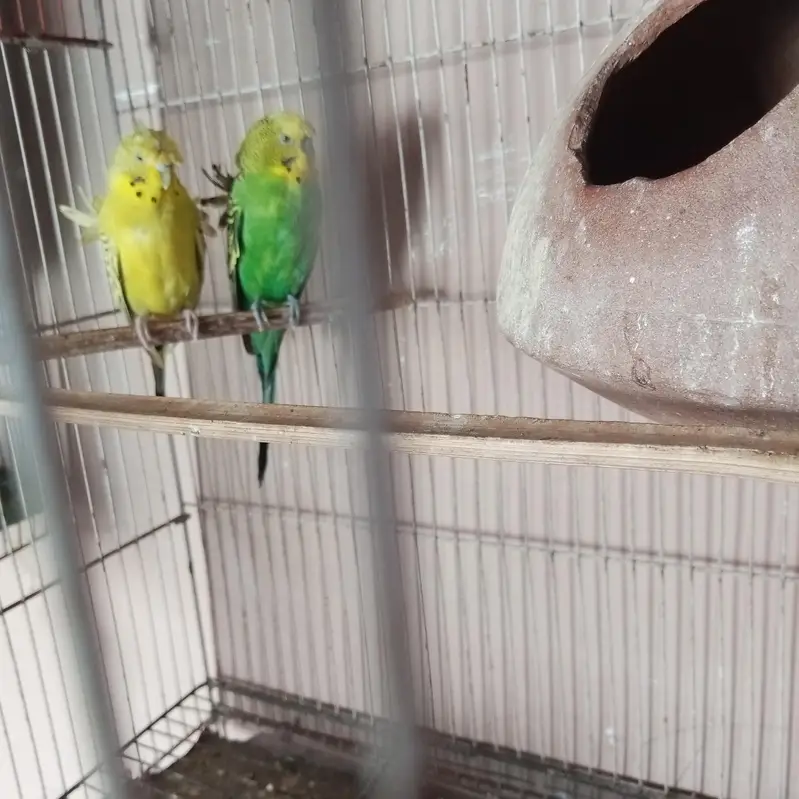 Hogoromo pair # double flower # Australian budgies — photo 5