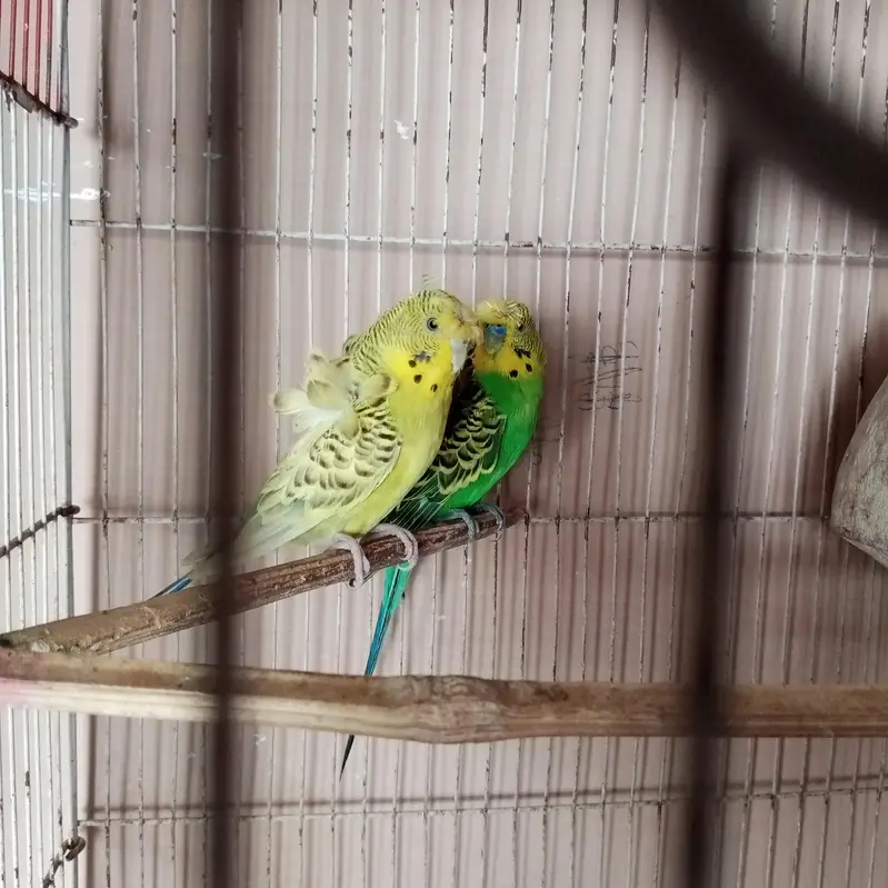Hogoromo pair # double flower # Australian budgies — photo 6