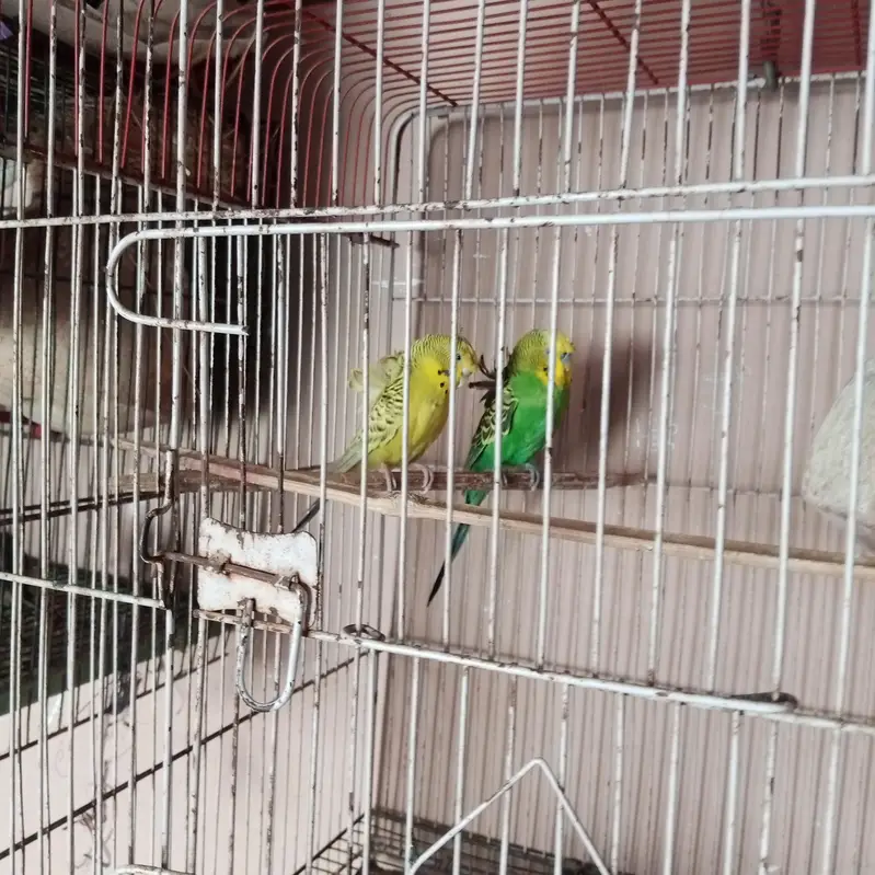 Hogoromo pair # double flower # Australian budgies — photo 7