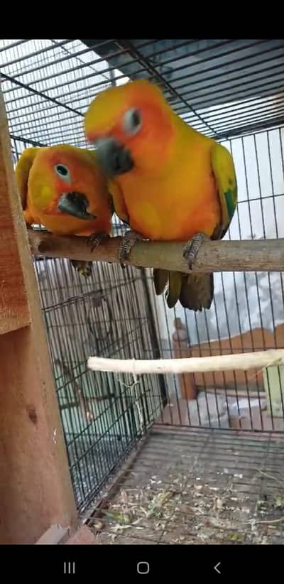 Sun Conure Ready to Breed female is required in Bahawalnagar