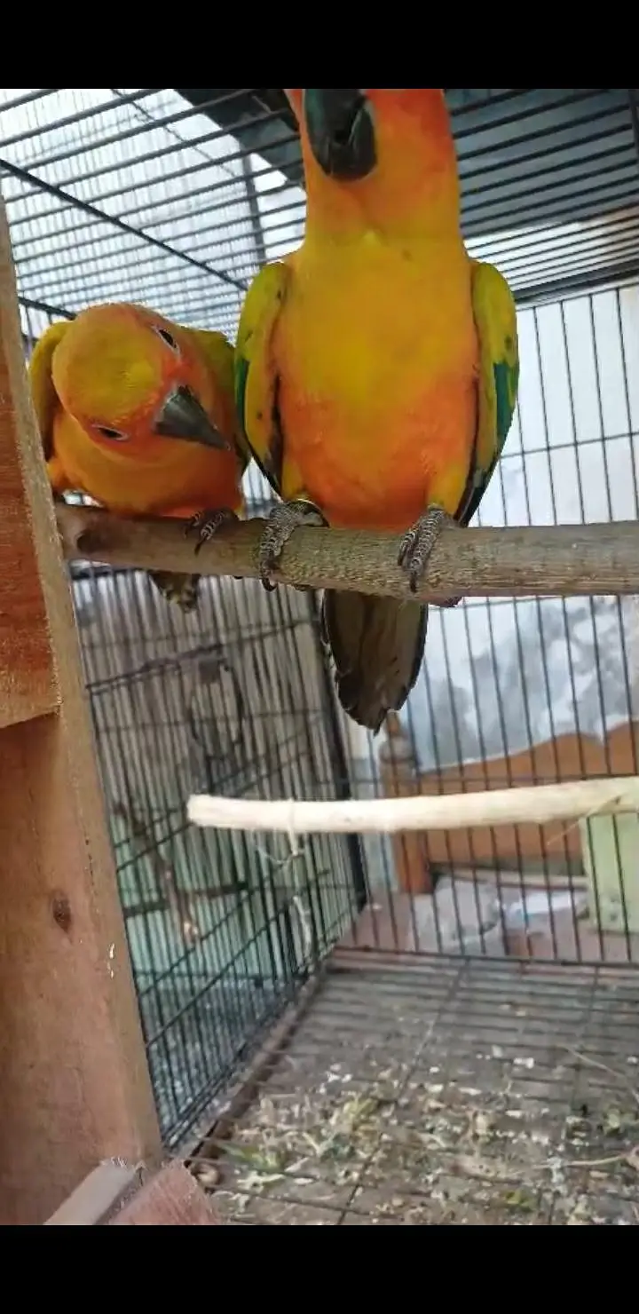 Sun Conure Ready to Breed female is required in Bahawalnagar — photo 2