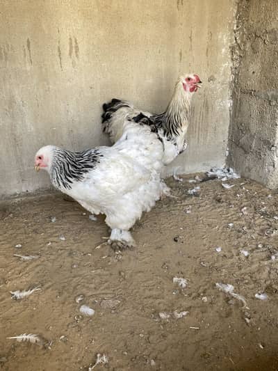 Light columbian brahma young pair