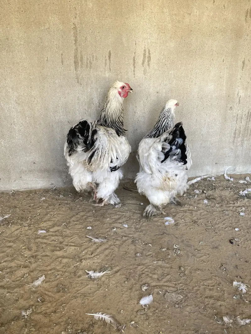 Light columbian brahma young pair — photo 2