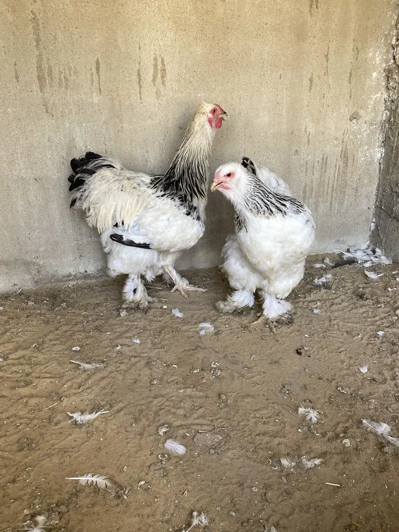 Light columbian brahma young pair — photo 3