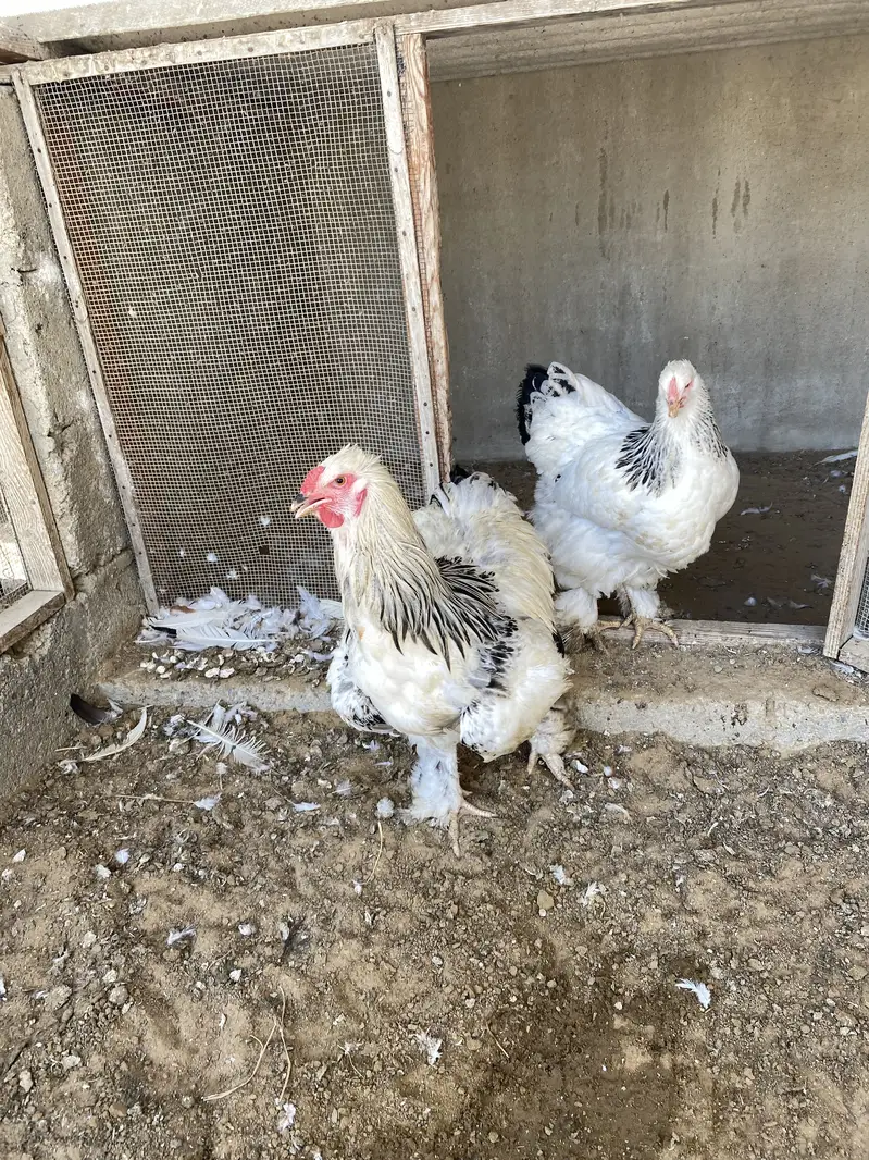 Light columbian brahma young pair — photo 4