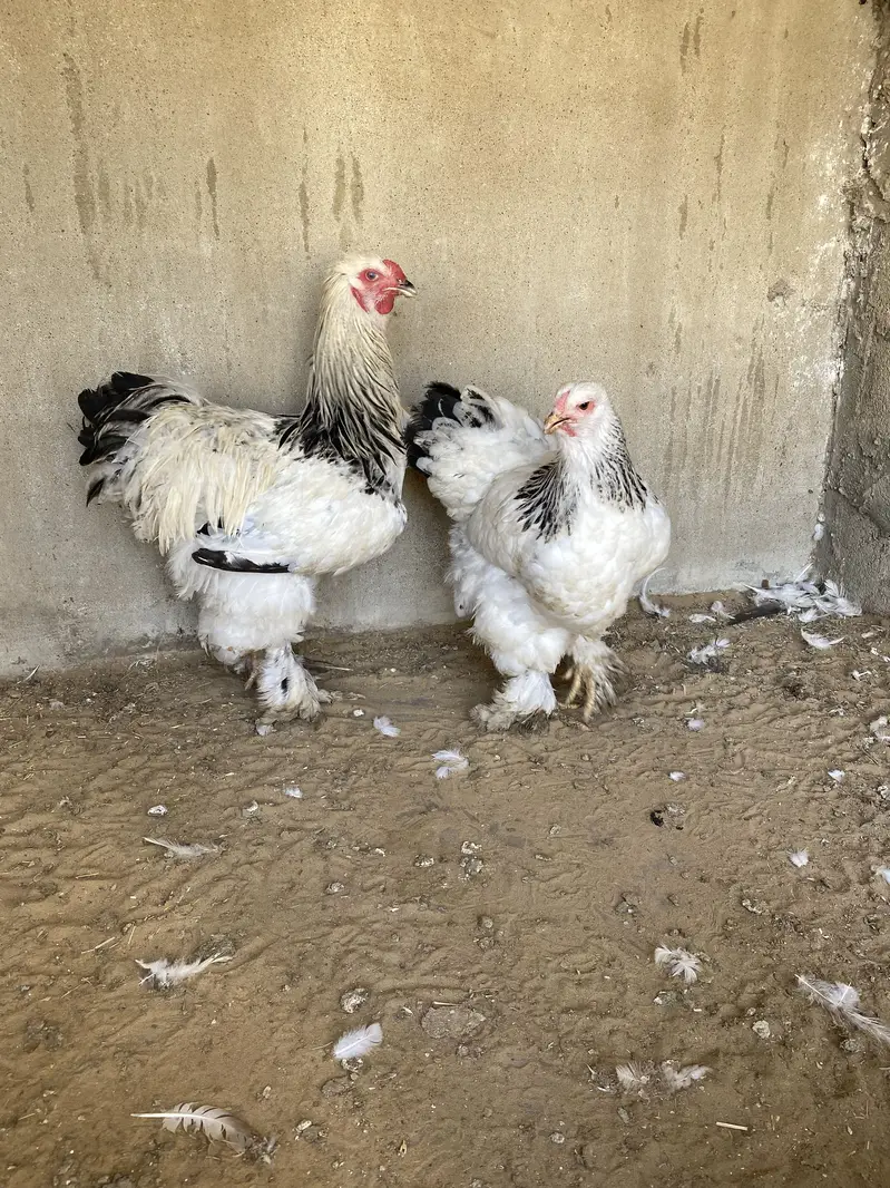 Light columbian brahma young pair — photo 5